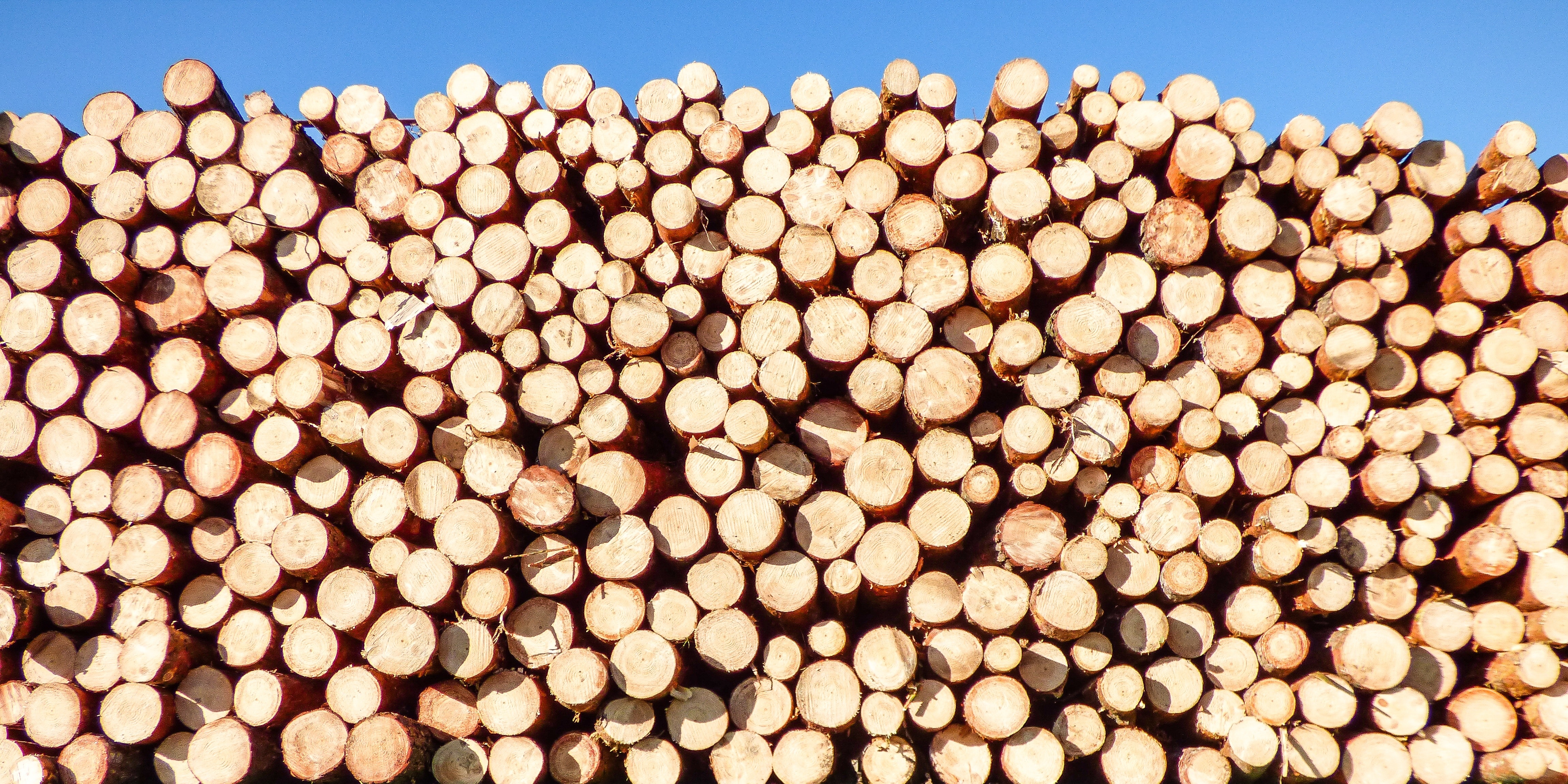 Polyplast grows its presence in the wood industry